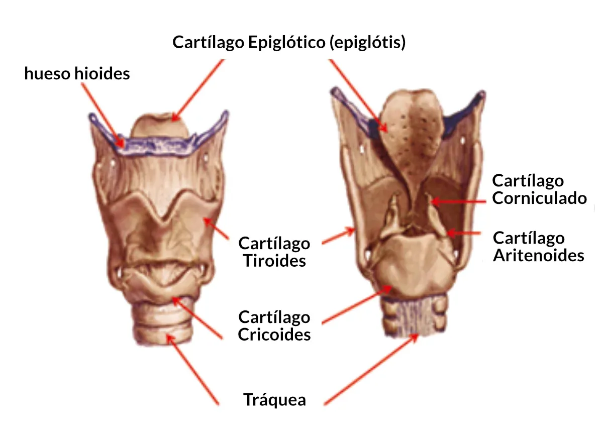 Diagrama de los cartílagos de la laringe